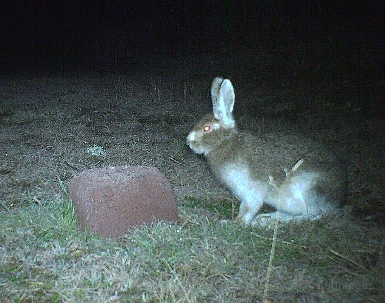 SnowshoeHare_111611_0333hrs.jpg - Snowshoe Hare (Lepus americanus)